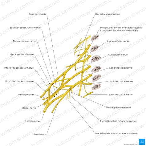 Brachial plexus: Anatomy, branches and mnemonics | Kenhub