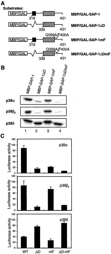 Selective Targeting Of Mapks To The Ets Domain Transcription Factor Sap