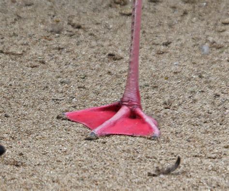 Pictures And Information On American Flamingo