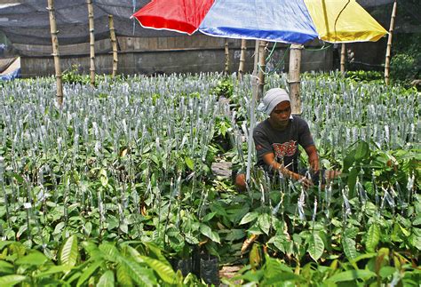 cacao farmers in Davao – MindaNews