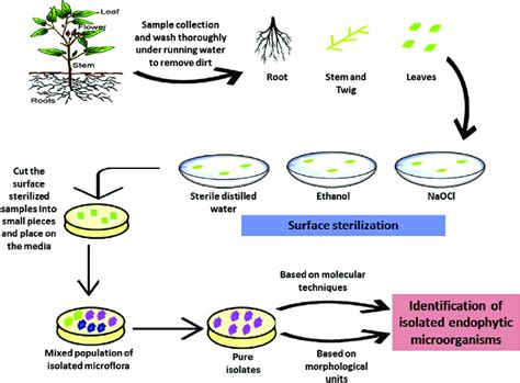 Isolation And Identification Procedure Of Endophytic Microflora