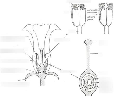 Plant Reproduction Diagram Quizlet