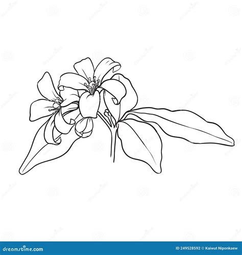 Orange Jessamine Flower by Hand Drawing Stock Vector - Illustration of classical, history: 249528592