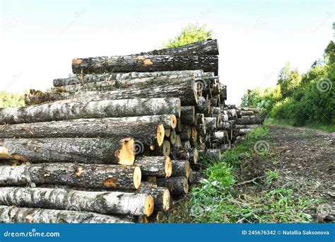 Pile Of Felled Tree Trunks Along A Rural Field Road Stock Photo Image