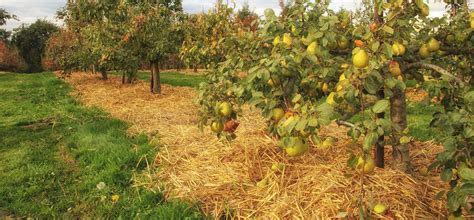 Fruit Trees That Grow Well In Sandy Soil Fruit Trees