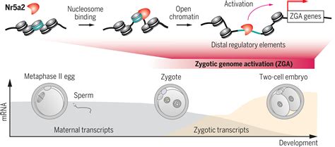 Zygotic Genome Activation By The Totipotency Pioneer Factor Nr5a2 Science