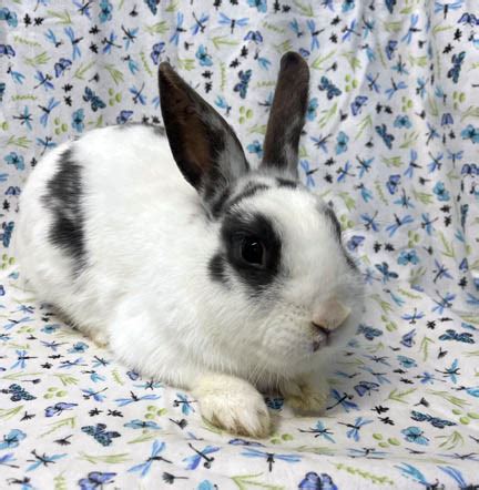 Adoptable bunnies at Rabbit Rescue Shelter