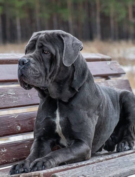 Cane Corso Precio De La Raza Y Todas Sus Caracter Sticas