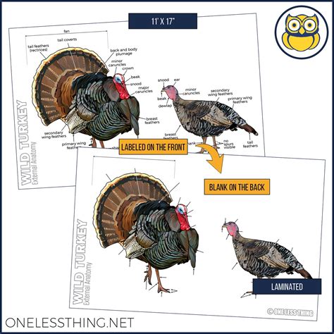 Wildlife Anatomy Posters, Set of 4 - One Less Thing