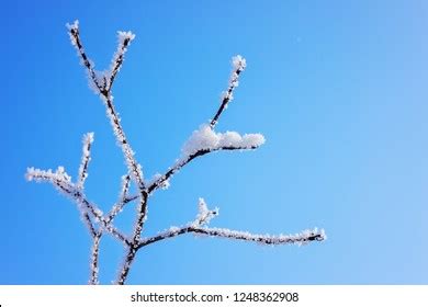 Naked Branches Bushes Trees Winter Note Stock Photo