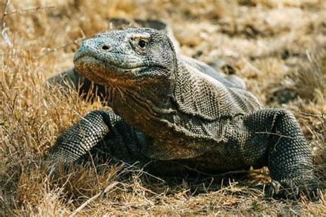 Fakta Menarik Pulau Komodo Yang Harus Anda Tahu