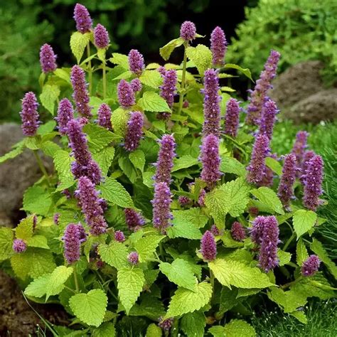 Agastache Golden Jubilee L Cowell S Garden Centre Woolsington