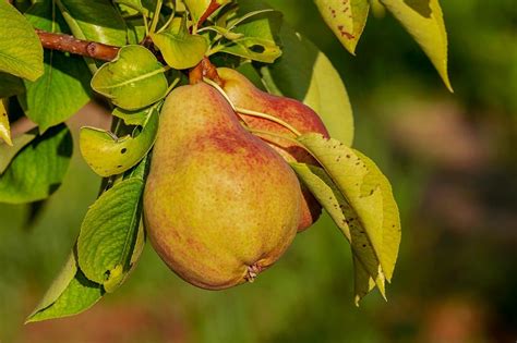 Manfaat Buah Pir Yang Jarang Diketahui Bisa Buat Detoks Dan Antiradang