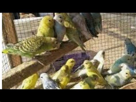 Top Ten Rare Budgies Types Of Budgies Price Of Budgies Funny