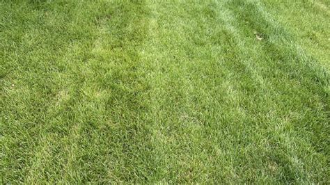 Can You Mow Grass After The First Frost Lawn Safe Tips Pepper S