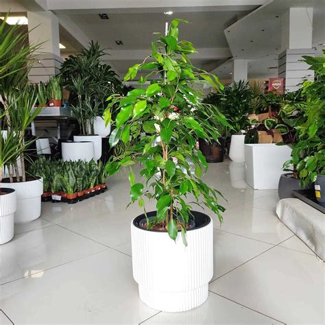 Fikus Beniamiński Ficus Benjamina Exotica 90cm Sklep Kwiatydonicepl