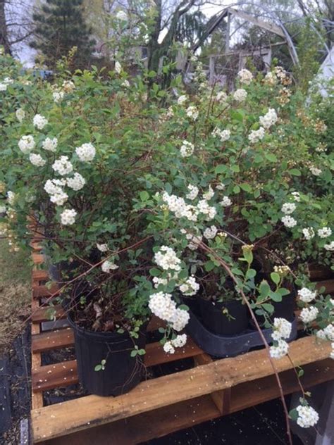 Old Fashioned Spirea Vinland Valley Nursery