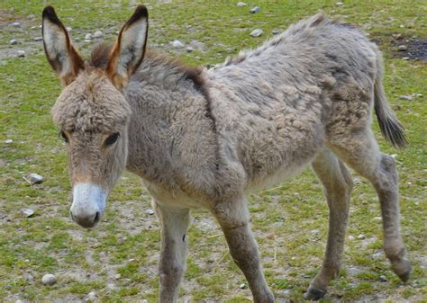 Fluffy Donkey Foal by Wamillian on DeviantArt