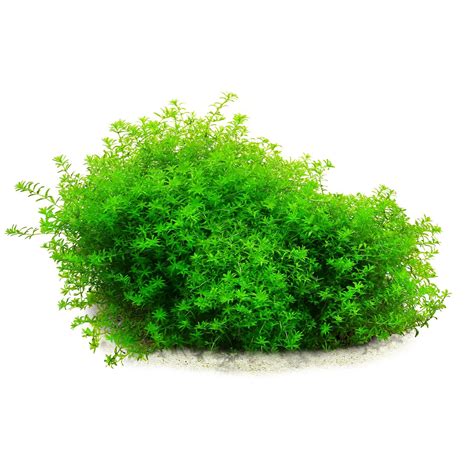 Hemianthus glomeratus | Aquasabi - Aquarium Shop