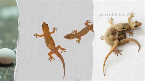 10 Cara Usir Cicak Dari Rumah Terbukti Efektif Petrokil Pest Control