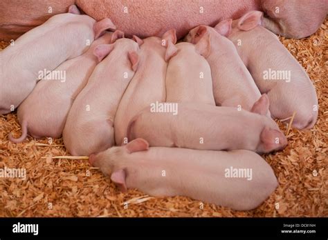 Pig Feeding Piglets High Resolution Stock Photography And Images Alamy