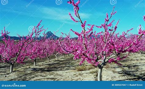 Peach Blossom In Cieza Mirador El Horno In The Murcia Region In Spain