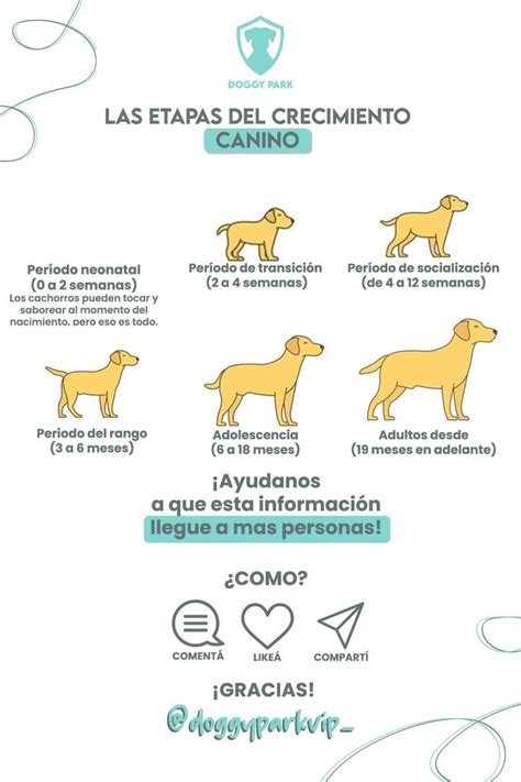 🐾las Etapas Del Crecimiento Canino🐶 Caracteristicas De Los Perros Perros Mascotas Lenguaje