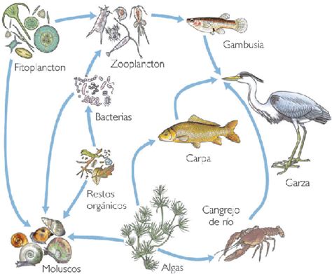 Citlaly Guti Rrez Biolog A Iv Practica Ecosistemas