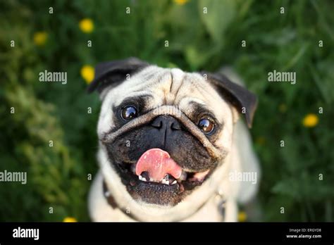 Pug Portrait Stock Photo Alamy