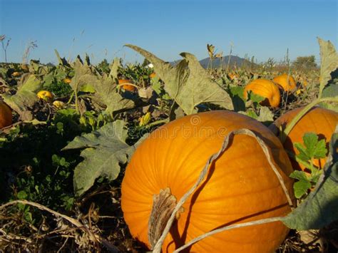 Pumpkin patch landscape stock image. Image of orange, botany - 3568543