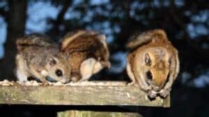 Northern Vs Southern Flying Squirrels Similarities Differences