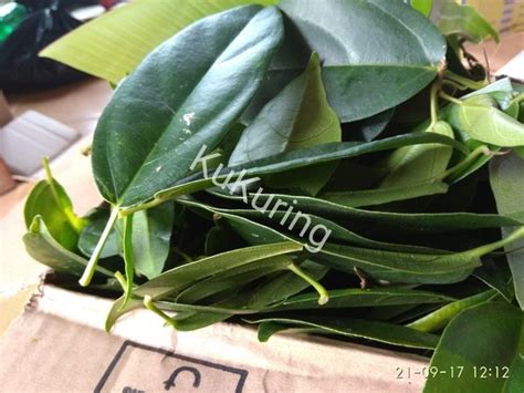 Jual Daun Cincau Hijau Segar Di Lapak KuKuring Bukalapak