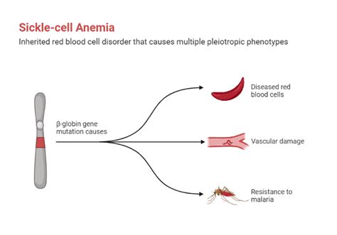 Sickle Cell Anemia Biorender Science Templates