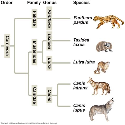 Panthera Pardus Carnivore Definition Genus Panthera