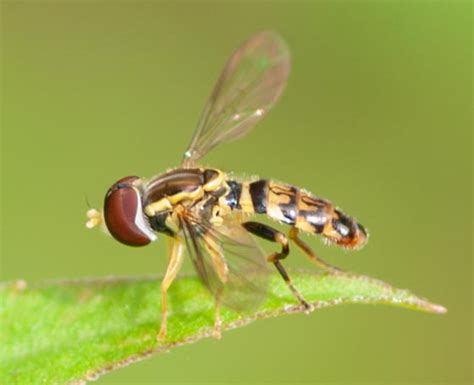 Small Syrphid Fly Toxomerus Geminatus Bugguide Net