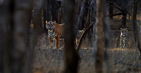 Bengal Tiger Panthera Tigris Mother License Image 71325159