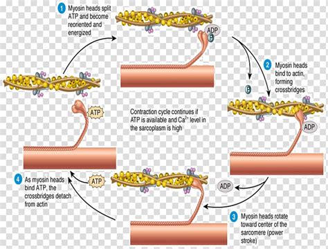 Skeletal muscle Muscle contraction Sliding filament theory Sarcomere, others transparent ...