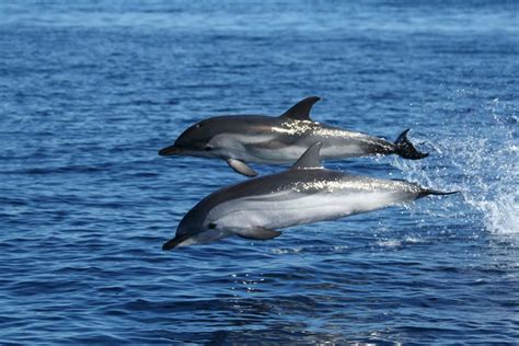 Olbia Dolphin Watching Snorkelling Boat Tour Near Figarolo