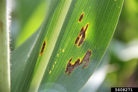 Common Corn Rust Puccinia Sorghi