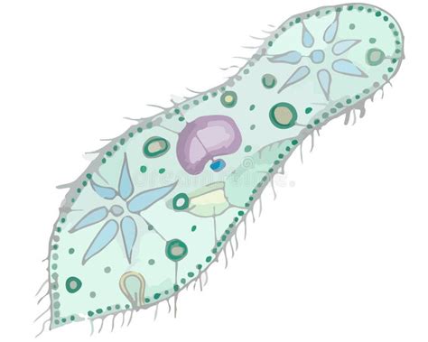 Paramecium Ilustração Stock Ilustração De Escola Paramédico 52180396