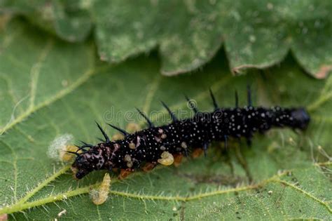 Larvas De Avispas Parasitarias Que Salen De Una Oruga De Mariposa De