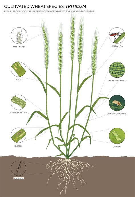 Open Wild Wheat Unlocking The Diversity Of Wild Wheat