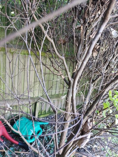 Will I Regret A Naked Fence Mumsnet