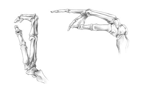 【解剖学】手骨手の骨の構造を知っておこう【スケッチ】 ナツヲカケル