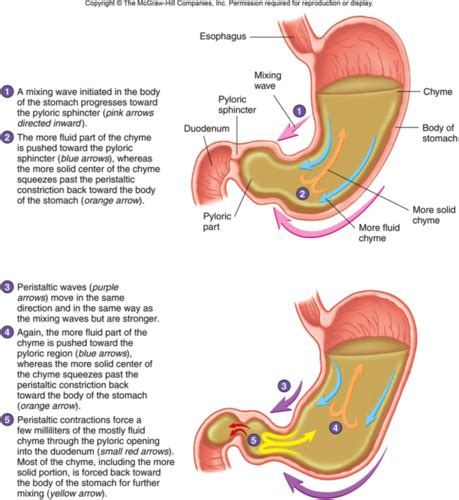 Hubs Gastrointestinal System Flashcards Quizlet