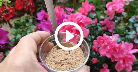 Adubo Para Bougainville Florir - Adubo orgânico promete 'explodir flores' em plantas: 'para florir e ...