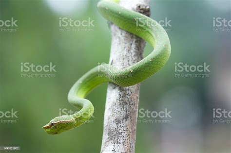 Beautiful Snake In Natural Stock Photo Download Image Now Amphibian