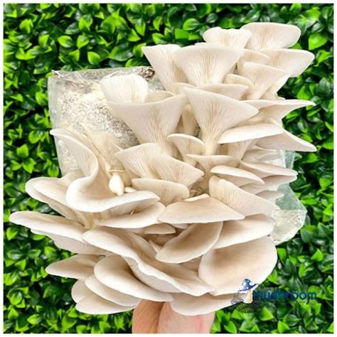 Mushroom Grow Kit White Oyster Pleurotus Ostreatus Aussie