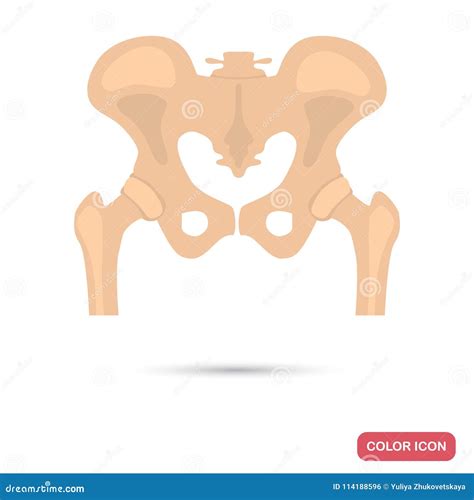 人的骨盆骨头颜色平的象 向量例证 插画 包括有 图标 结构 颜色 查出 符号 科学 测试 114188596