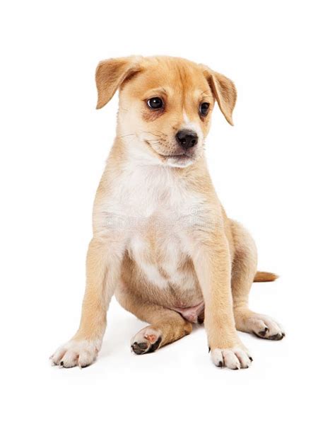 Labrador Shepherd Mix Puppy Stock Photo Image Of Smart Inquisitive